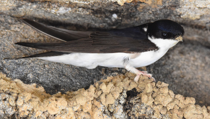 Une enquête <strong>hirondelle</strong>s à Périgueux !