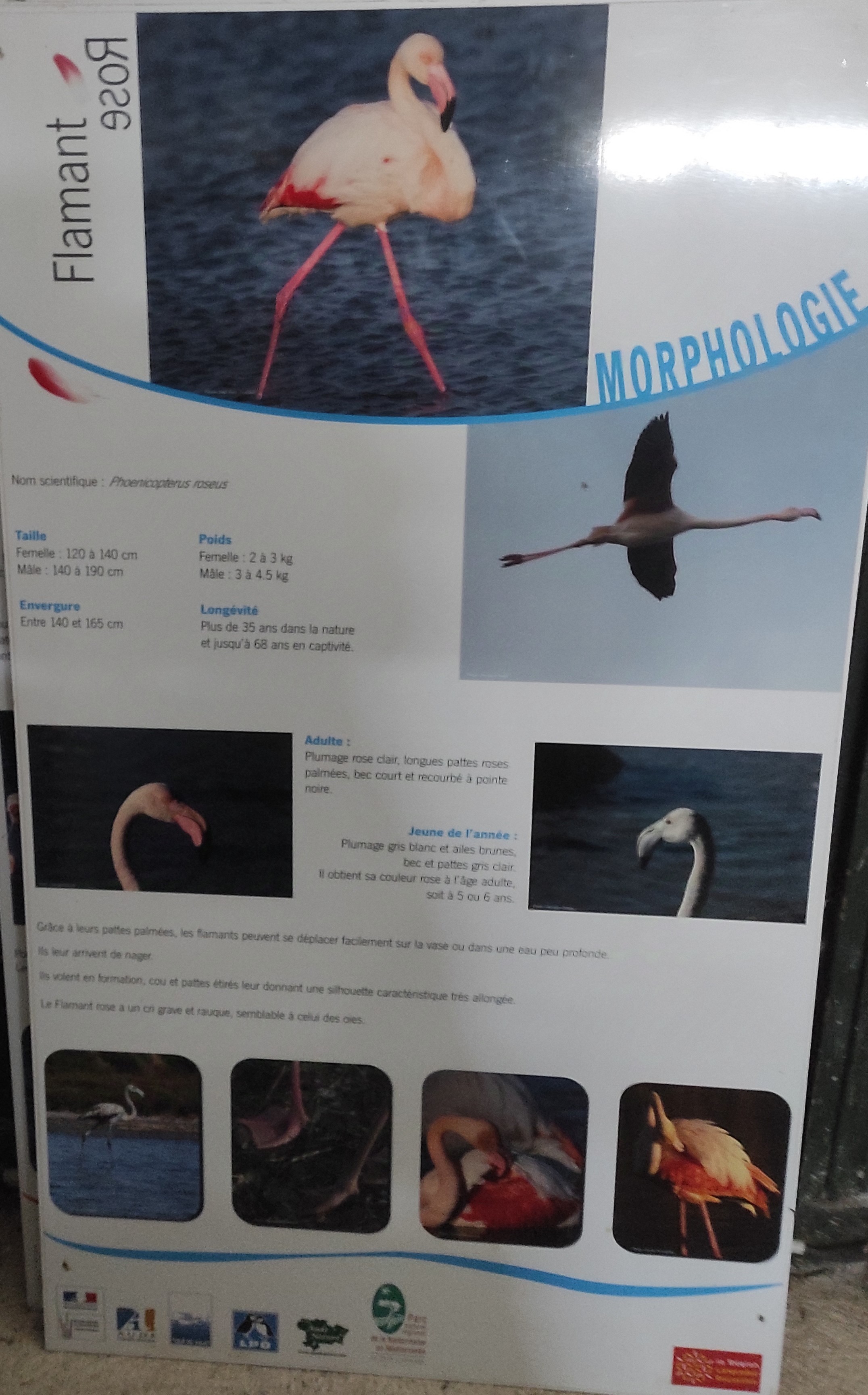Expo flamant rose
