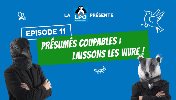 Web-série Colocataires Sauvages : Épisode 11