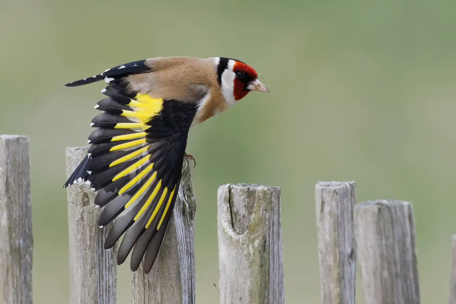 Observons les oiseaux