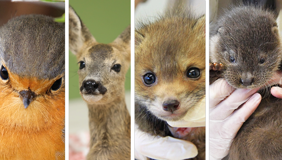 Dernières heures pour aider les pensionnaires du Centre de soins !