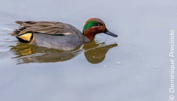 Les oiseaux hivernants
