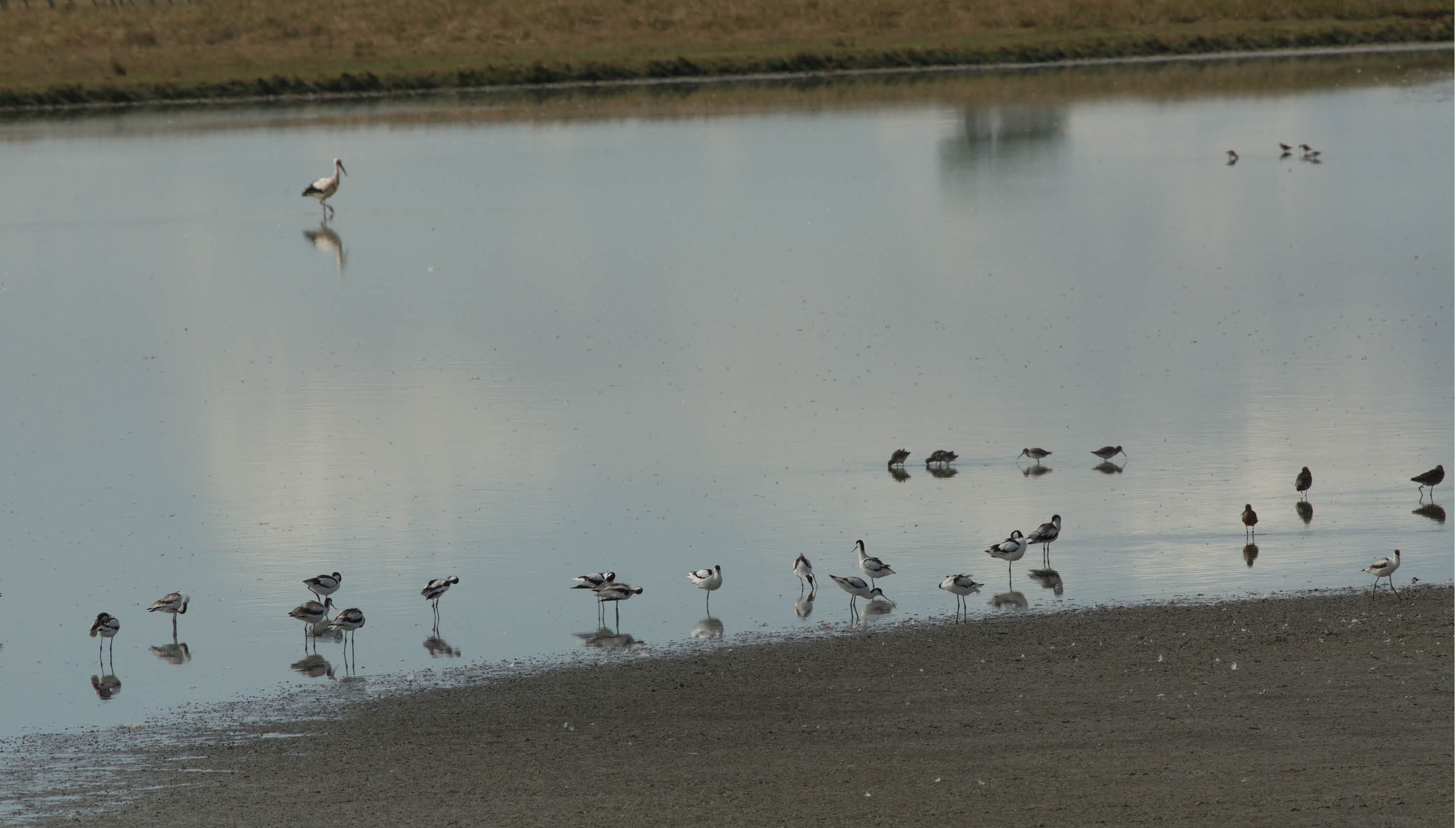 Observation d'oiseaux d'eau