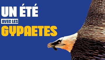 Un été avec le Gypaète barbu