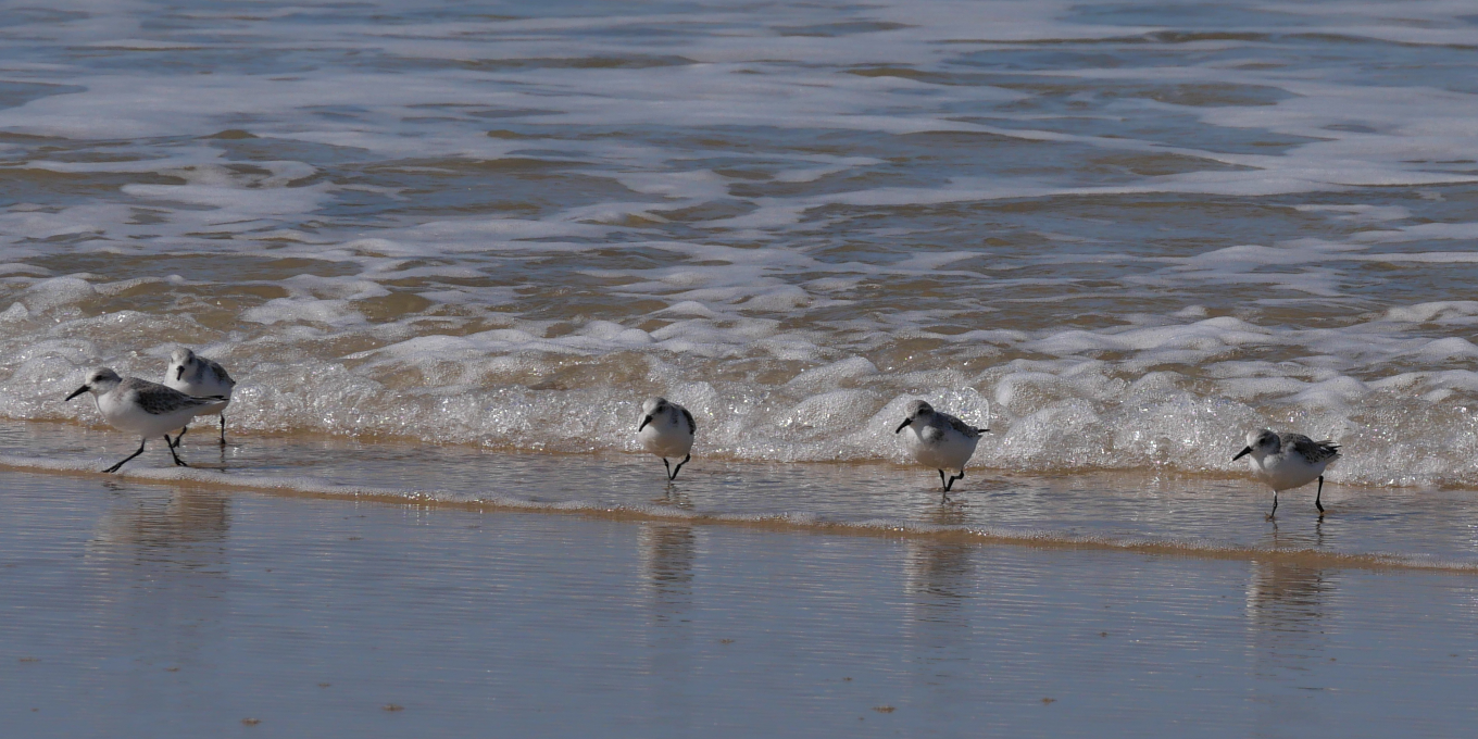 Limicoles en reposoirs à la réserve naturelle de Moëze-Oléron