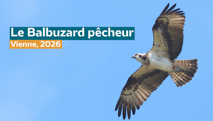 Rencontre mensuelle : Le Balbuzard pêcheur, Vienne, 2026