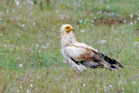 Vautour percnoptère © B. Berthemy