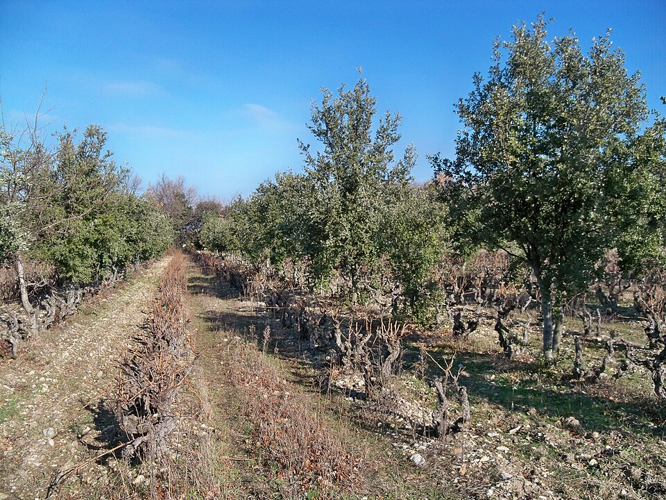Chênes truffiers au milieu des vignes