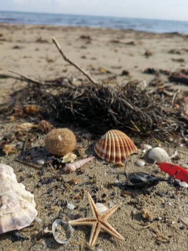 laisse de mer