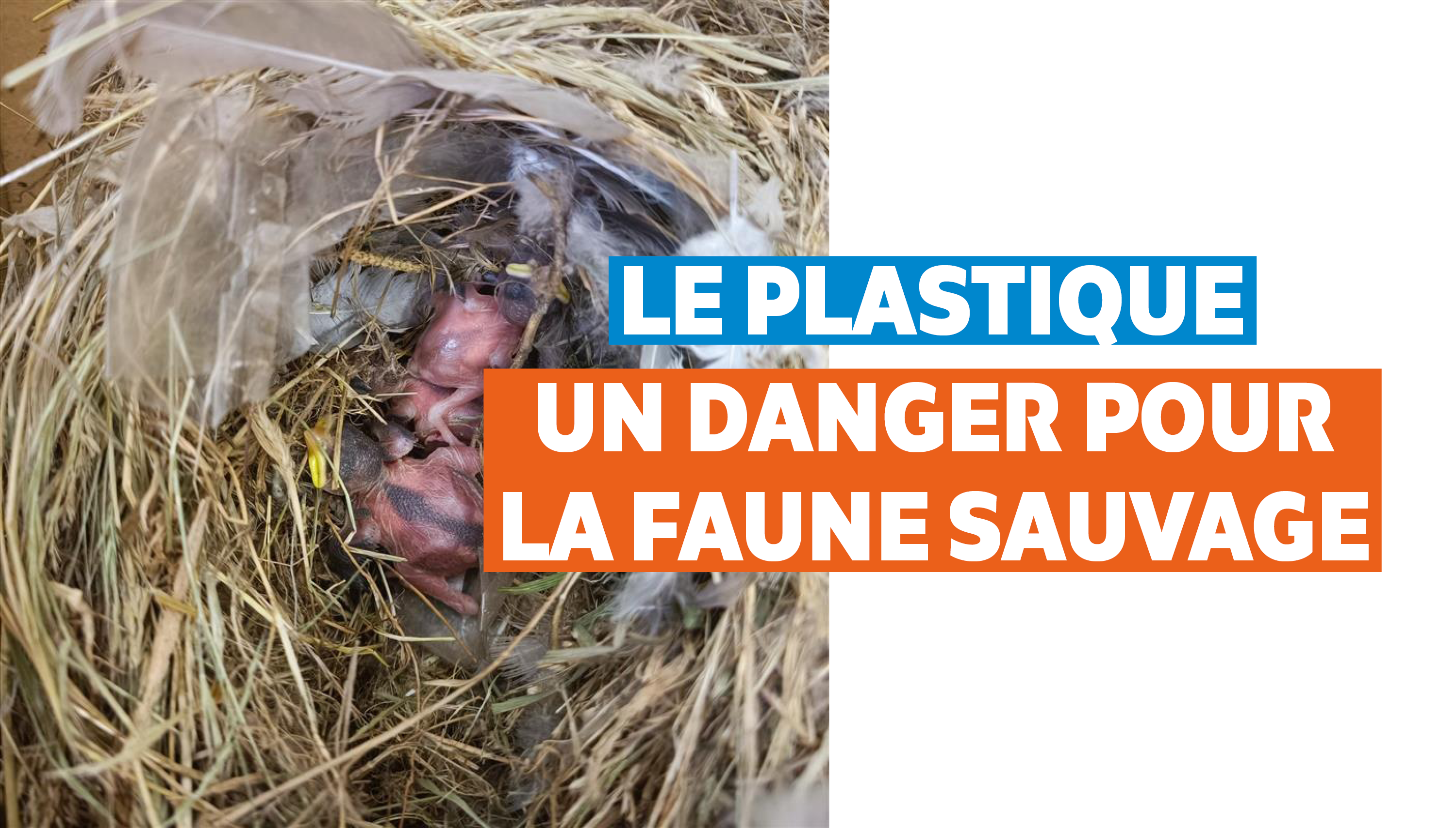 L'impact de la pollution plastique sur la faune sauvage