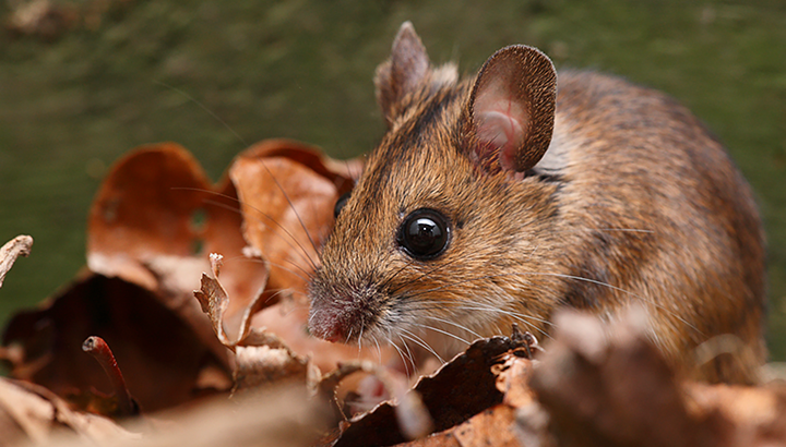 Rallye nature : les mammifères