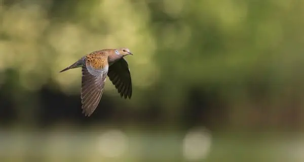 Consultation publique : mobilisons-nous contre la reprise prématurée de la chasse à la Tourterelle des bois