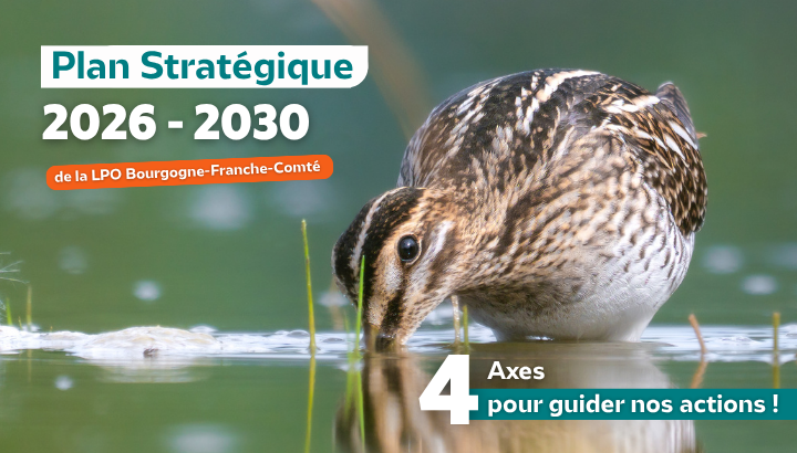 La LPO Bourgogne-Franche-Comté se dote d'un nouveau plan stratégique pour 2026-2030
