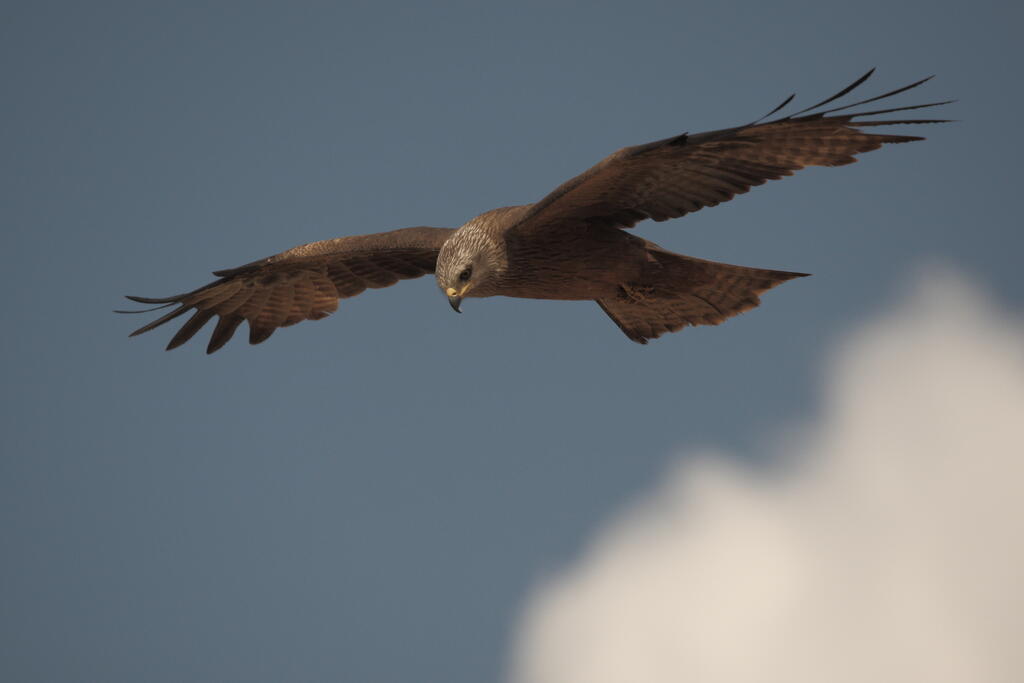 Retour des premiers migrateurs autour du lac du Causse