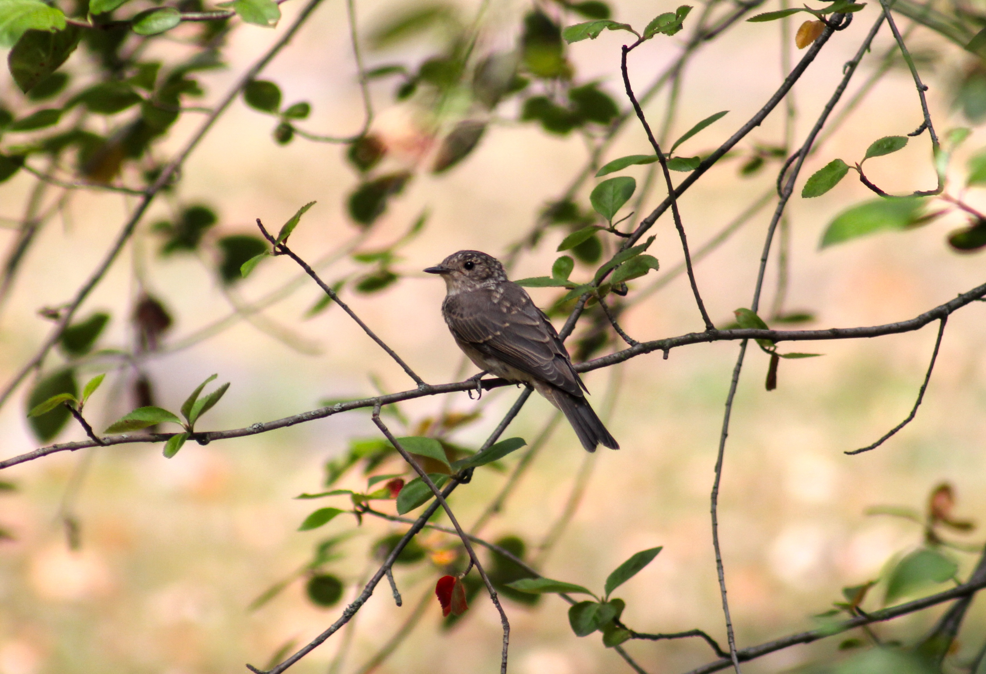 Gobemouche gris (Muscicapa striata) sur une branche