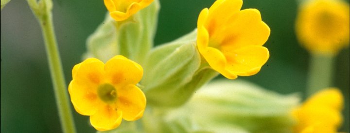 Primevère officinale