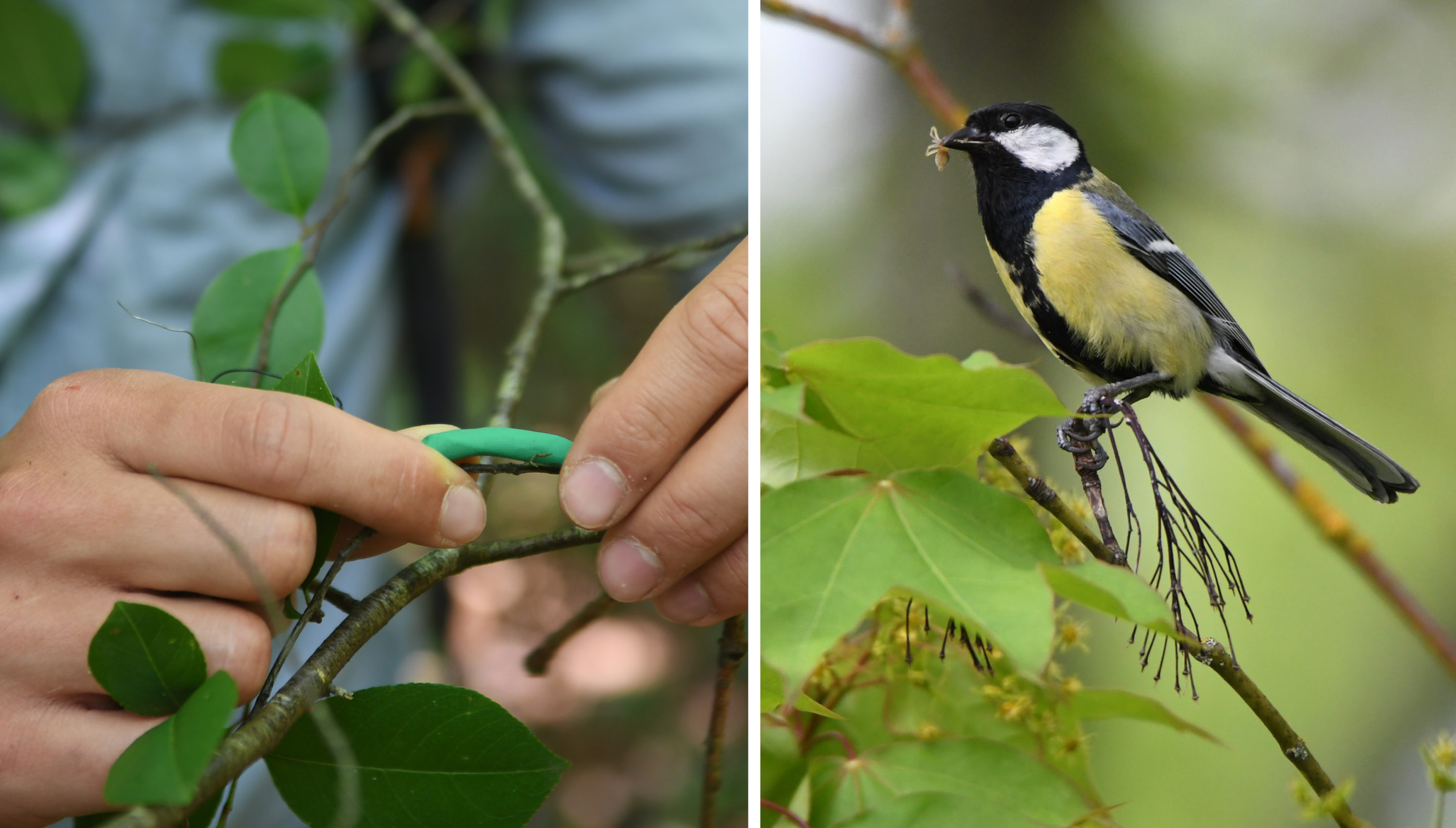 Des chenilles et des oiseaux : Expérience au Bois du Burck (33)