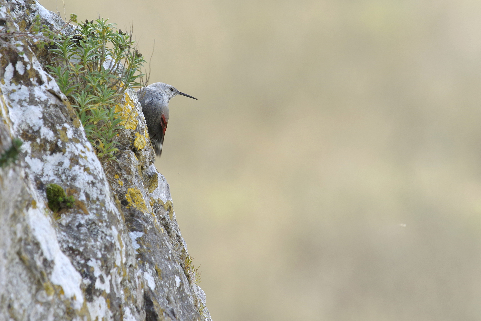 Sortie découverte des oiseaux des falaises