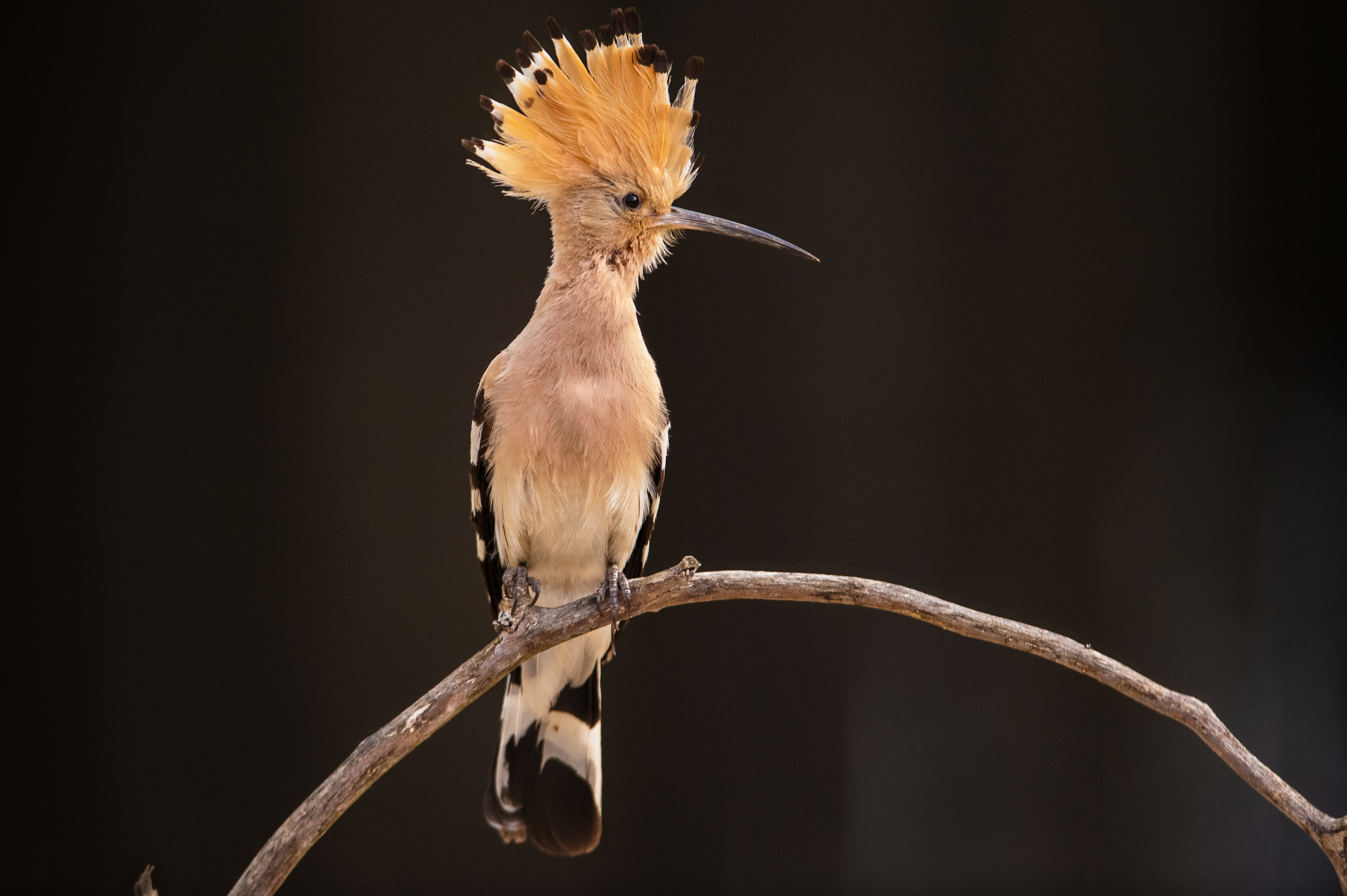 Oiseaux du causse du Puy blanc