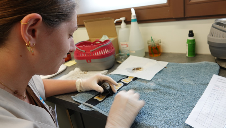 Deux missions bénévoles au Centre de soins LPO Aquitaine