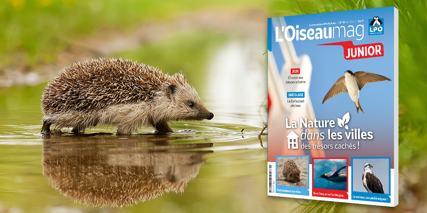 L'OISEAU MAG Junior n°59 - été 2025 - Parution mi-juin