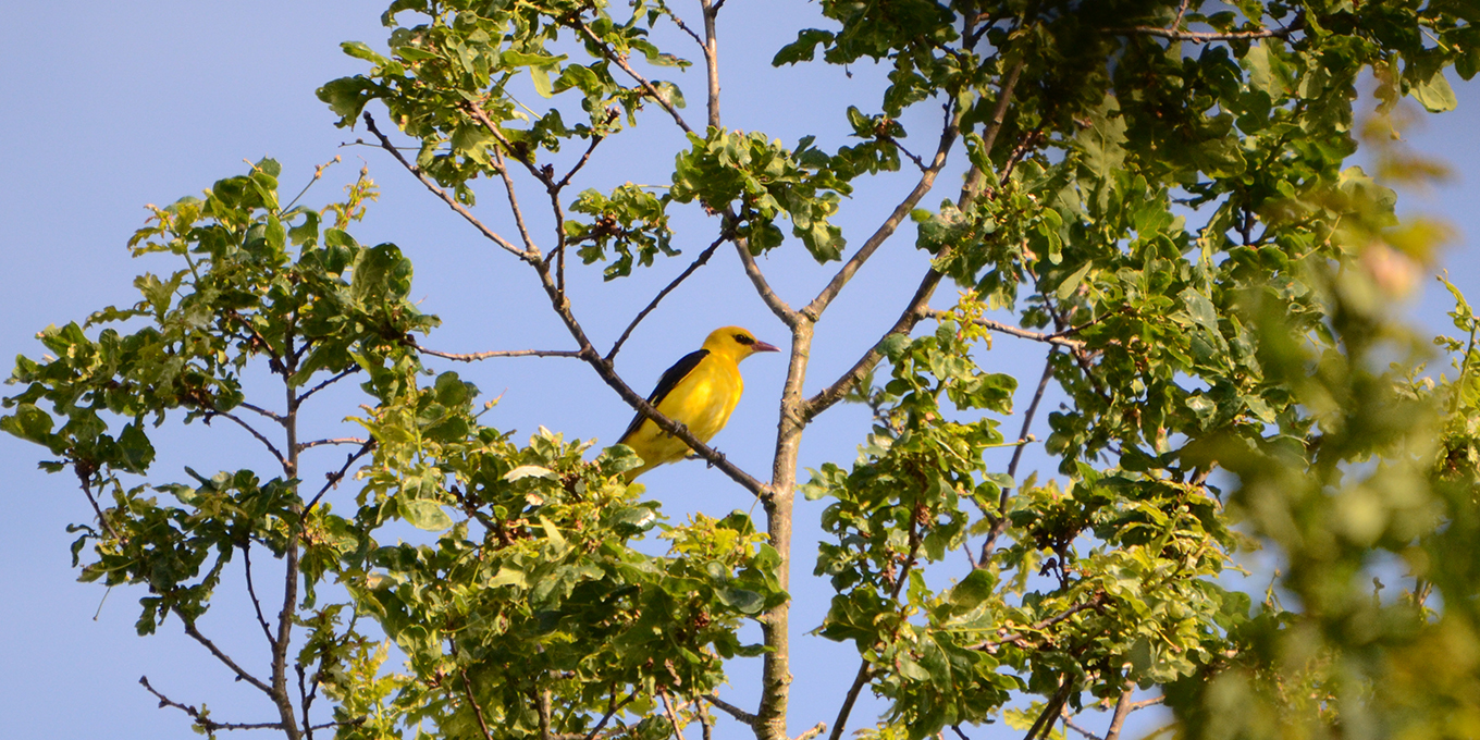 Jeu de piste "Entre Loire et forêt"