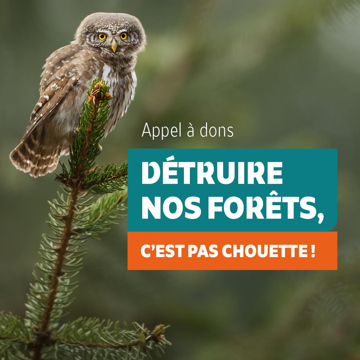 Détruire nos forêts, c'est pas chouette !
