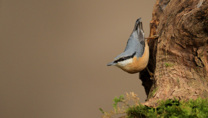 Atelier de découverte et reconnaissance des oiseaux forestiers