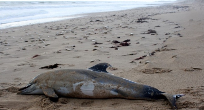 Massacre des dauphins : l’État persiste et signe
