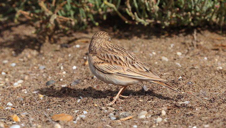 L’OISEAU MAG n°162 : photo mystère