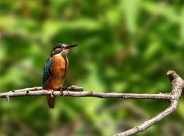 Les oiseaux le long de l'Aude - Groupe local Carcassonnais