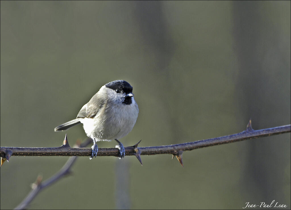 Mésange nonnette, Jean-Paul Leau