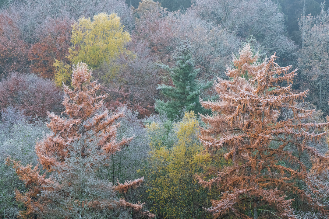 Forêt des vosges