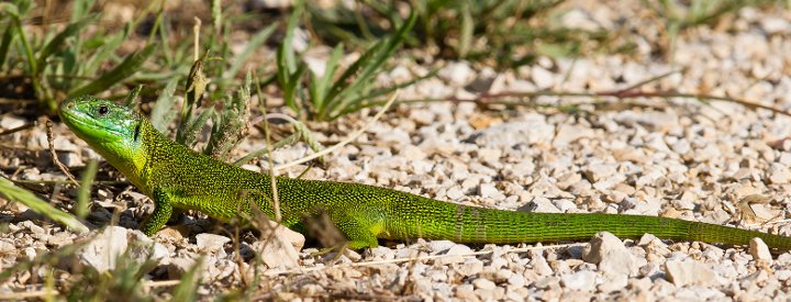 Lézard à deux raies