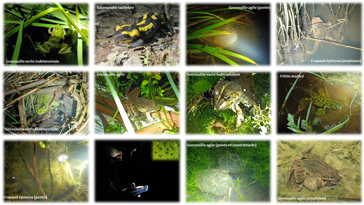 𝗦𝘂𝗶𝘃𝗶 𝗮𝗺𝗽𝗵𝗶𝗯𝗶𝗲𝗻𝘀 𝗱𝗲 𝗹'𝗔𝗕𝗖 𝗖𝗖𝗘𝗚