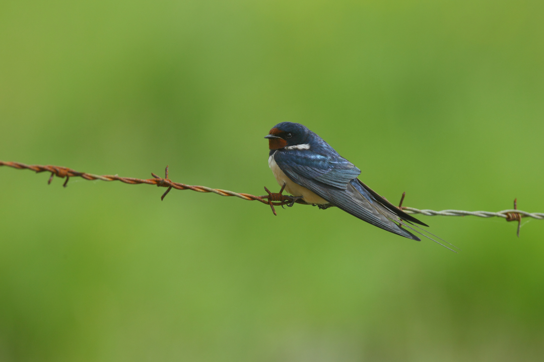 Hirondelle rustique posée sur un fil barbelé