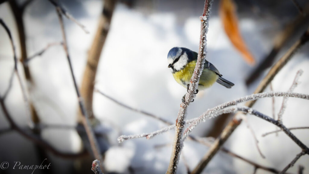 Découvrez l’atlas des oiseaux nicheurs de Lyon
