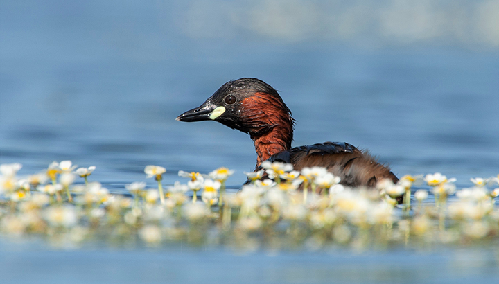 La biodiversité au fil de l'eau