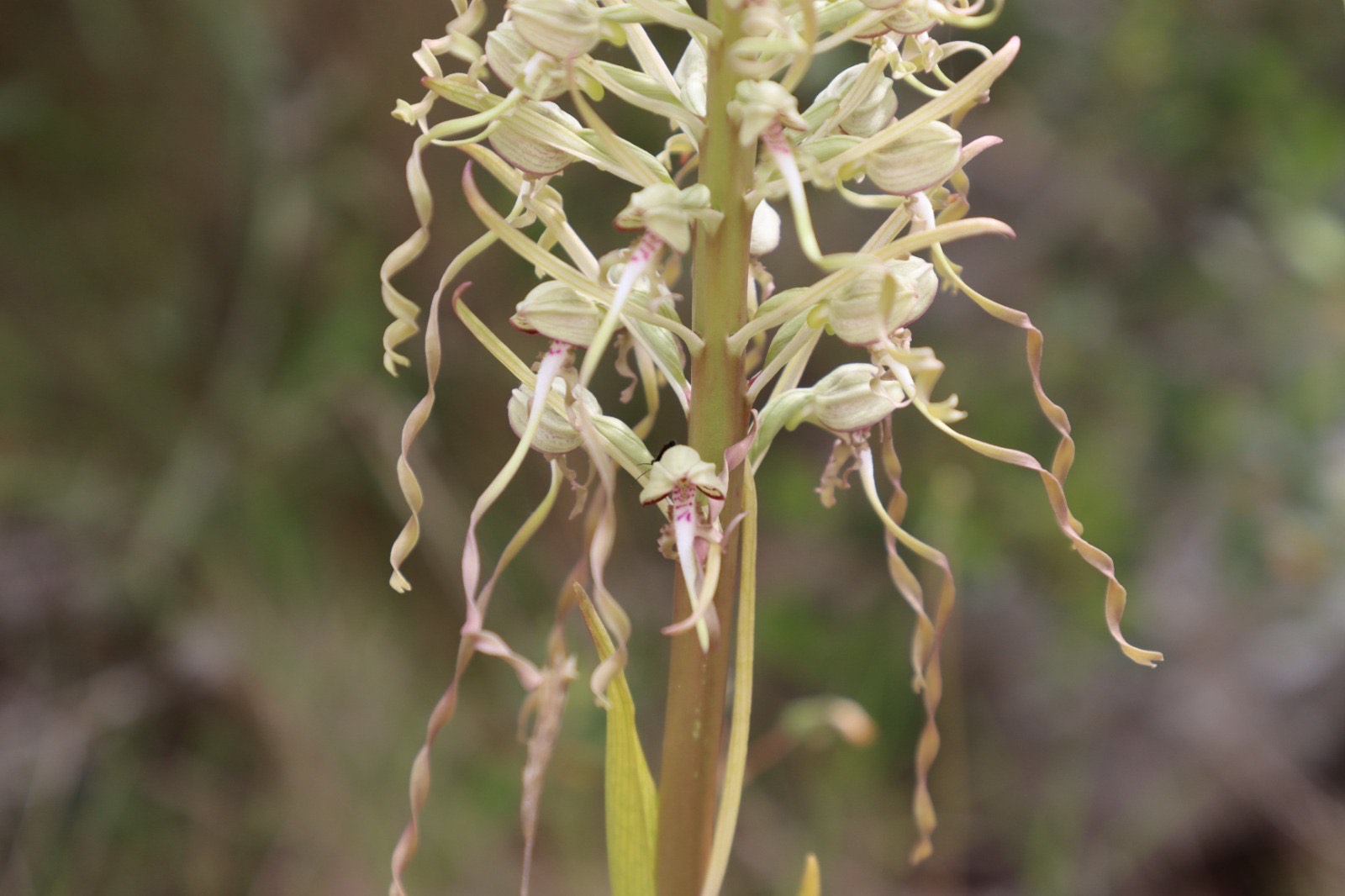 Les oiseaux à Opoul-Périllos