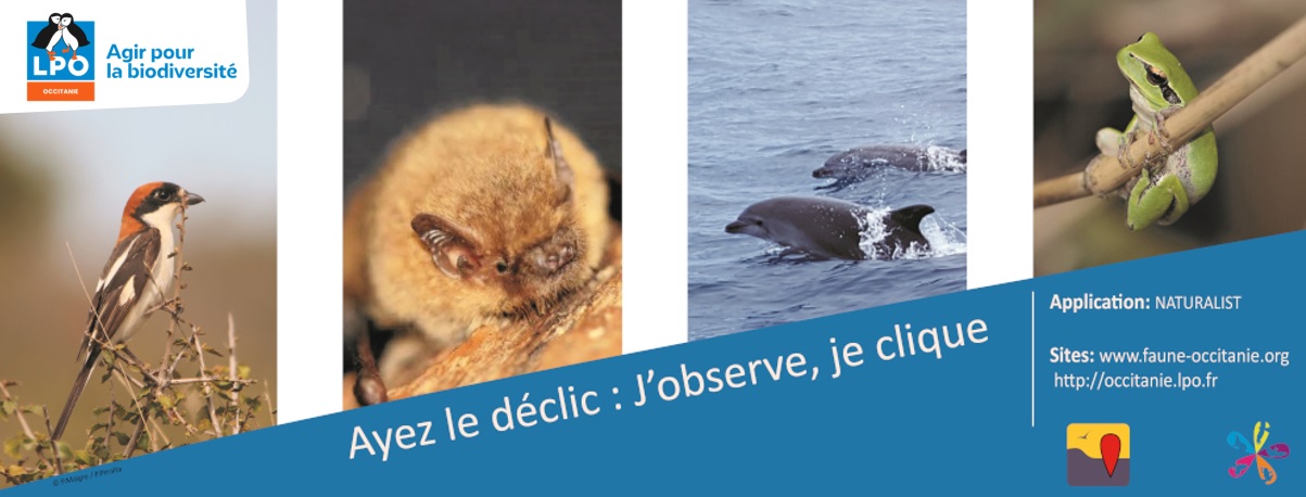 Participation au programme d'inventaire participatif Faune-Occitanie dans le Gard 2027