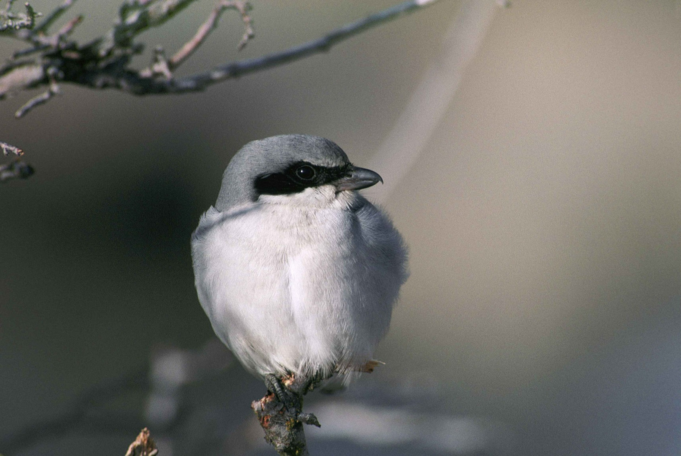 pie-grièche grise sur une branche