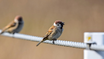 Nature en Ville : (Ré)intégrer la biodiversité dans vos projets d’aménagement
