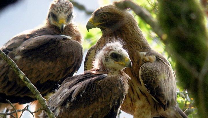 Des images d’Aigle botté en Auvergne