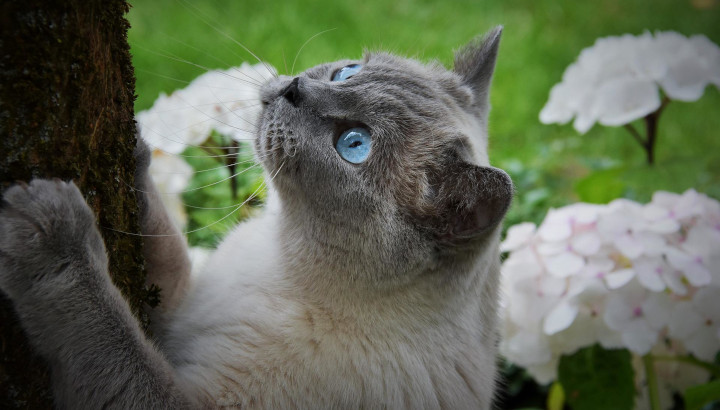 chat prêt à grimper sur un arbre