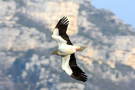 Vautour percnoptère en vol © Christian Couloumy