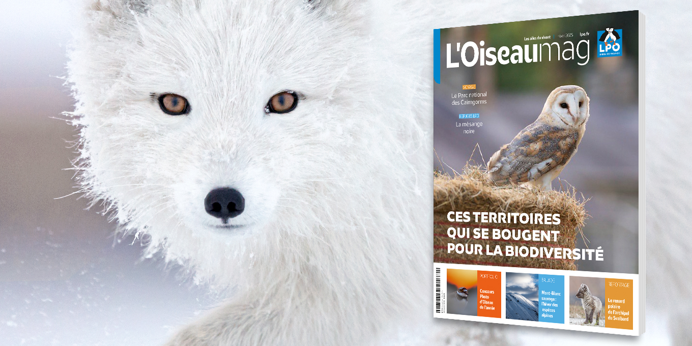 L’OISEAU MAG N°161 - Hiver 2025 - Parution mi-janvier