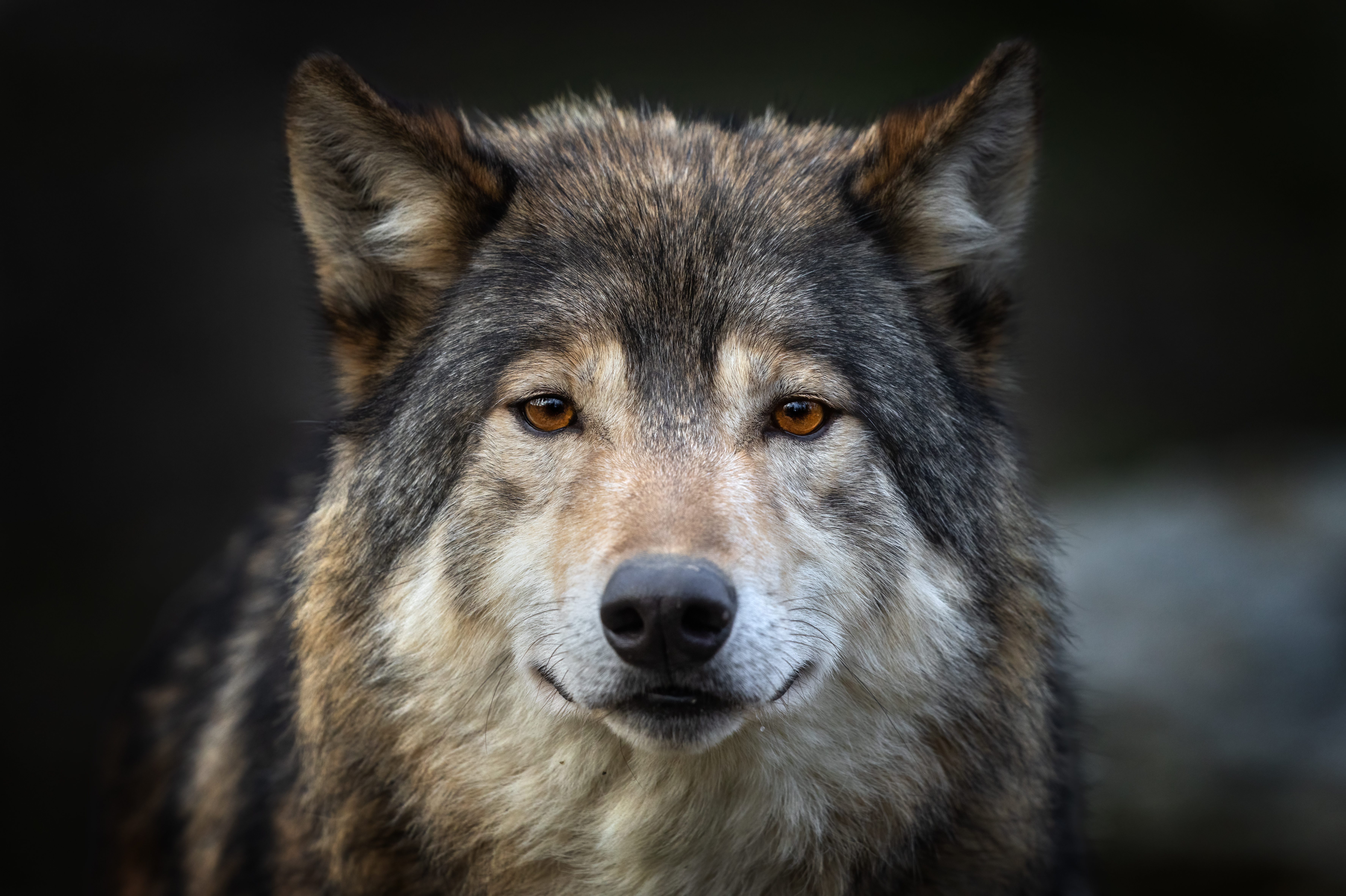 L’État dégaine encore contre le loup