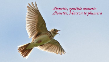 Le gouvernement s’obstine à vouloir rétablir le piégeage traditionnel des oiseaux