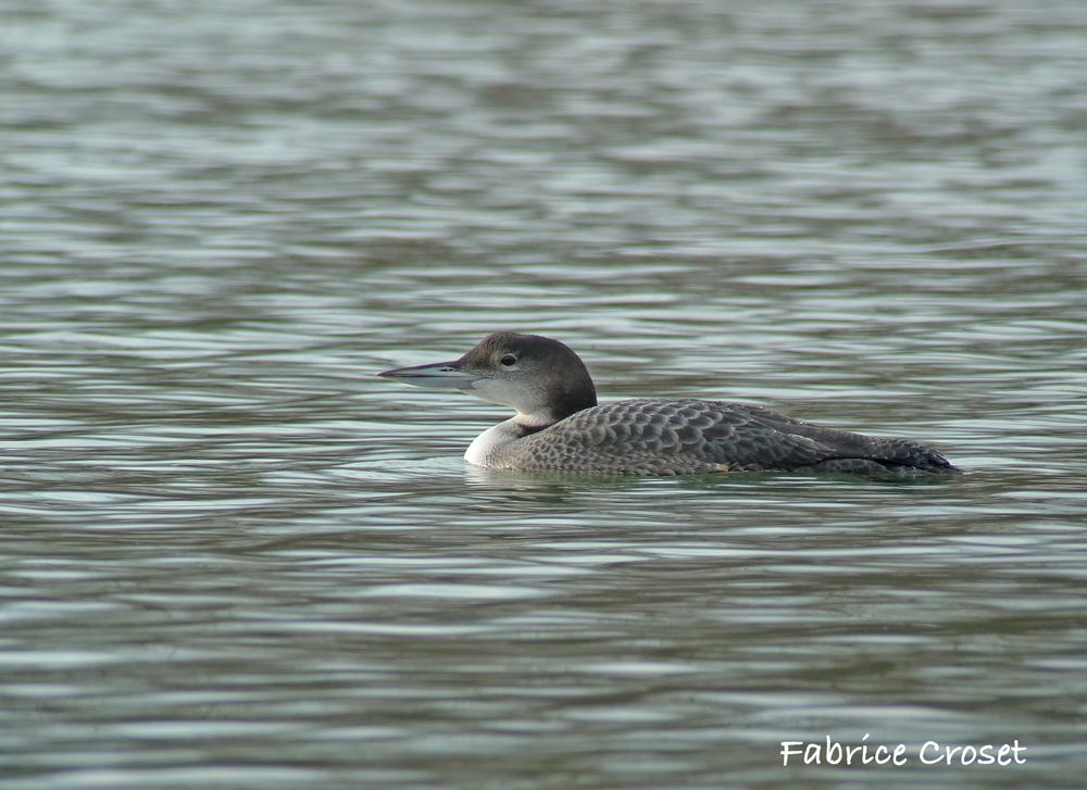 Zoom sur le Plongeon imbrin