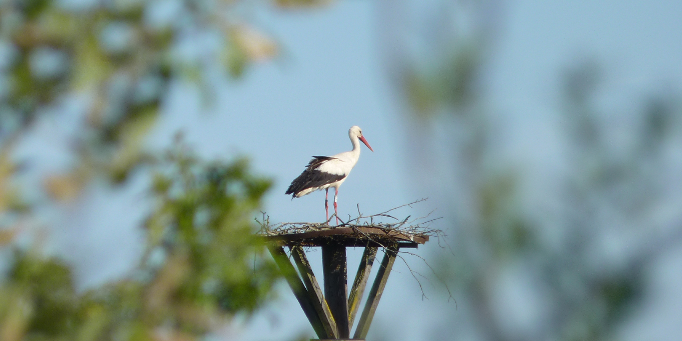 Au coeur du marais de Brouage, la Cigogne blanche, espèce empblématique des succès de conservation des espèces©RNNMO-LPO
